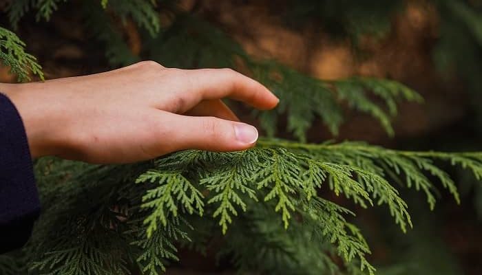 Eine Hand streicht über einen Zweig einer Thuja