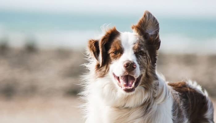 Ein Border Collie mit einem hängenden Ohr, sieht in die Kamera