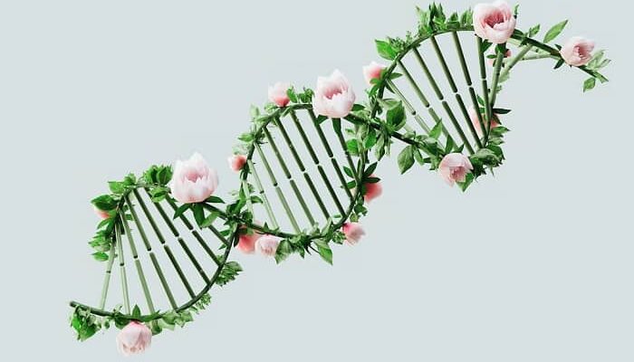 Ein DNA Strang wird mit grünen Stäbchen und Rosenblüten angedeutet