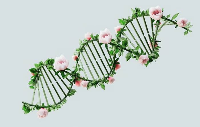 Ein DNA Strang wird mit grünen Stäbchen und Rosenblüten angedeutet